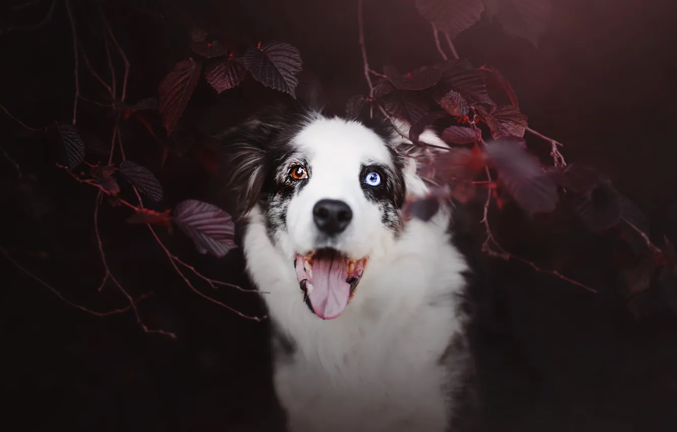 Photo wallpaper nature, each, dog