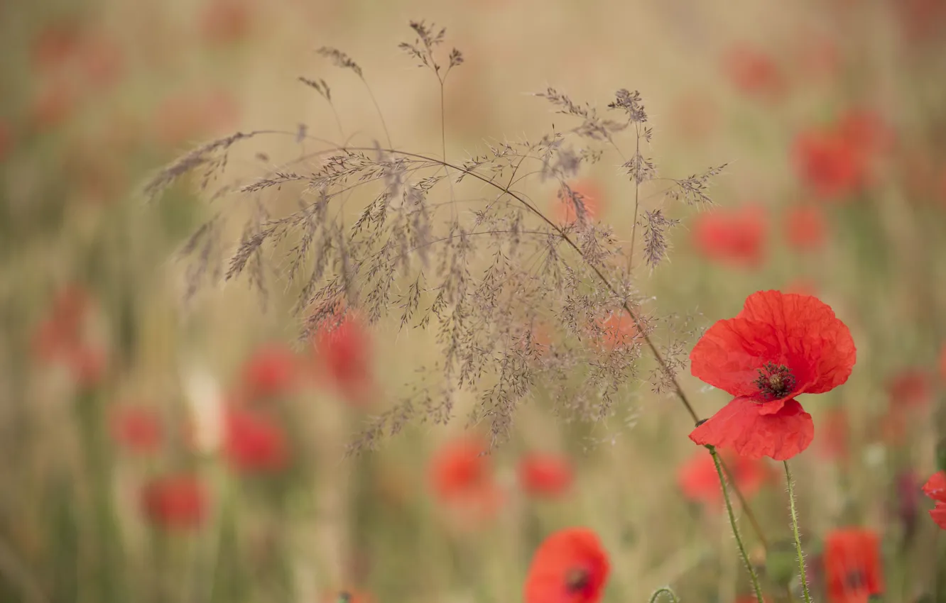 Photo wallpaper flowers, Mac, Maki, spikelets, blade of grass