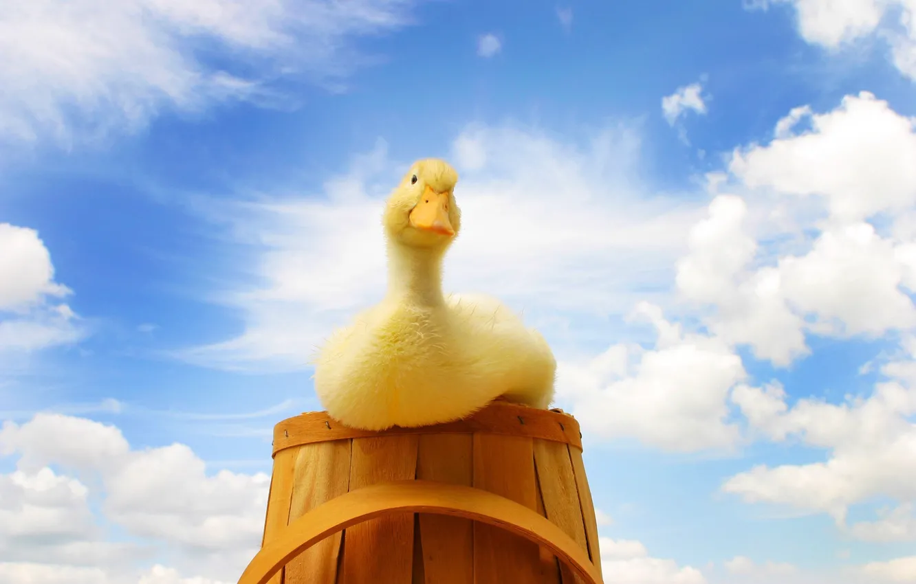 Photo wallpaper the sky, basket, duck