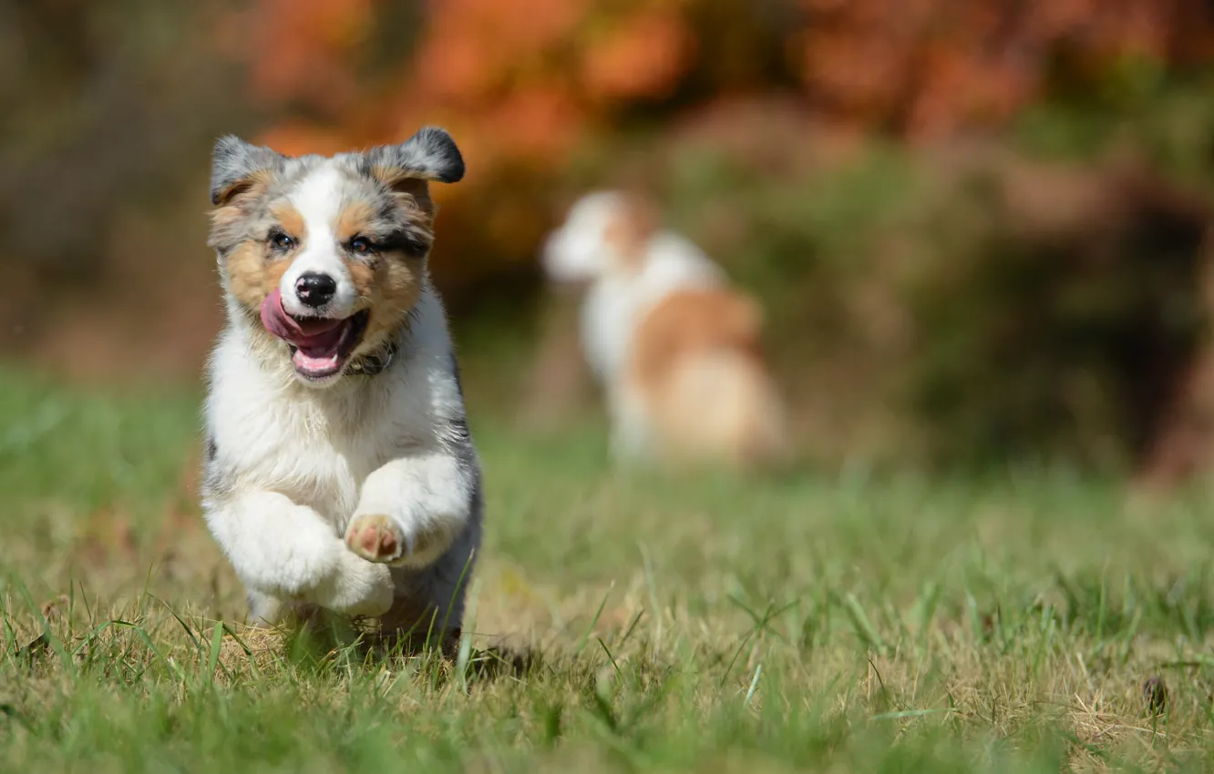 Photo wallpaper dog, puppy, Australian shepherd, Aussie