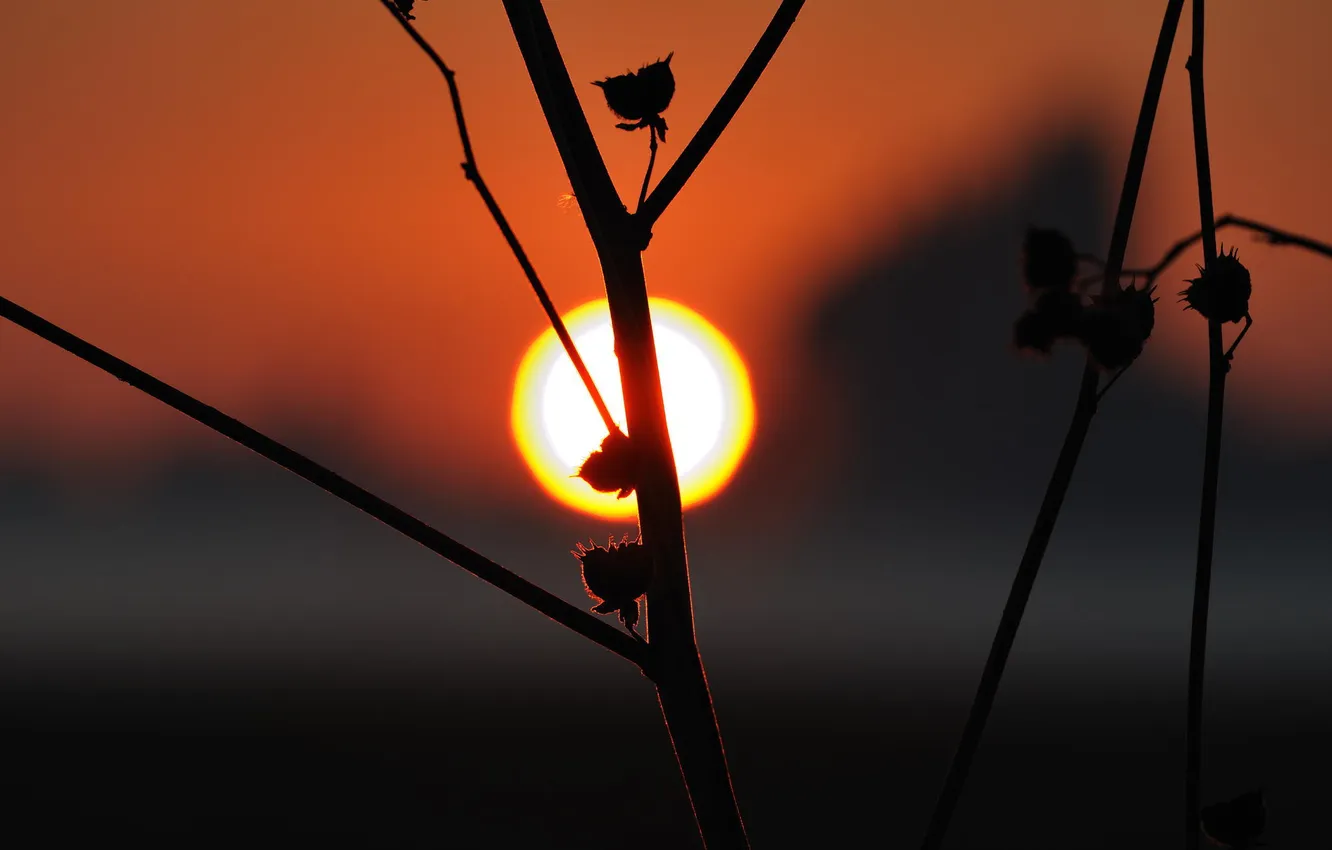 Photo wallpaper sunset, sprig, buds, photographer, Giovanni Zacche