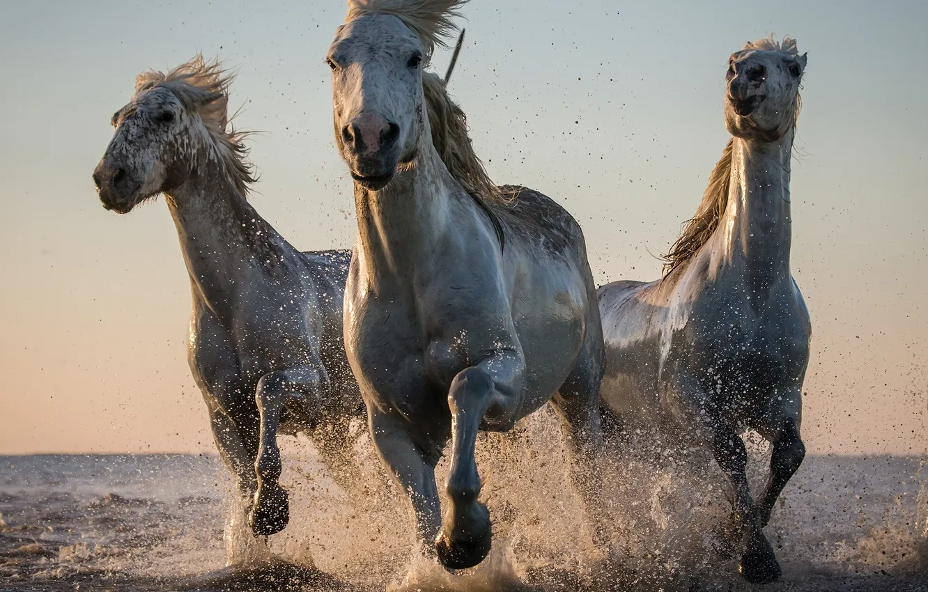 Photo wallpaper water, squirt, horse, horse