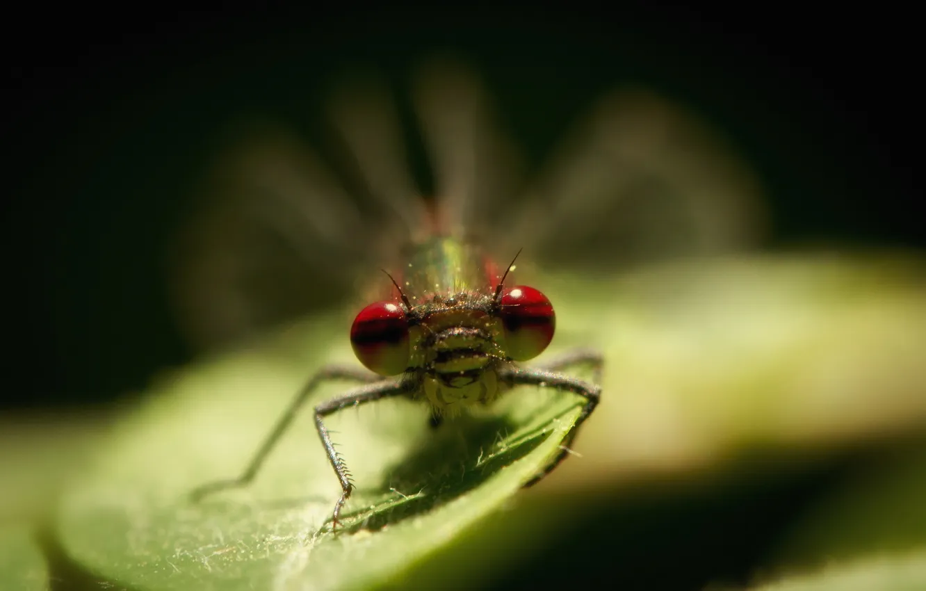 Photo wallpaper macro, nature, insect