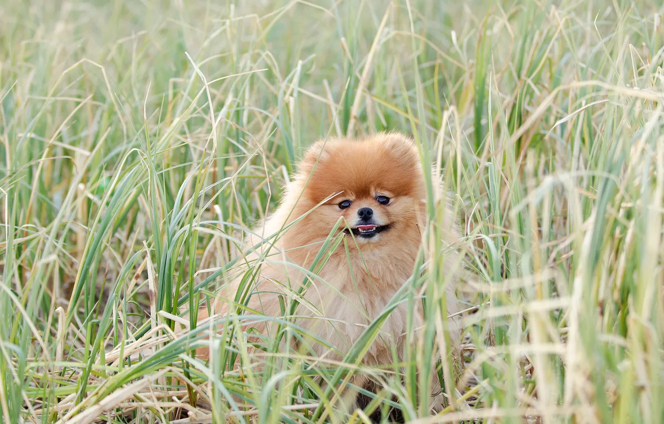 Photo wallpaper grass, dog, dog, Spitz