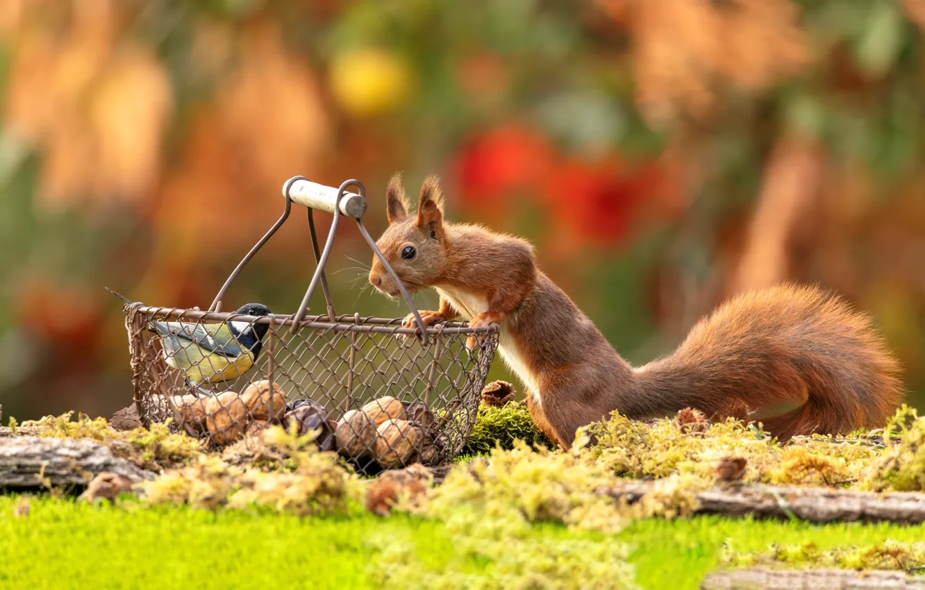 Photo wallpaper bird, moss, blur, protein, red, nuts, basket, tit