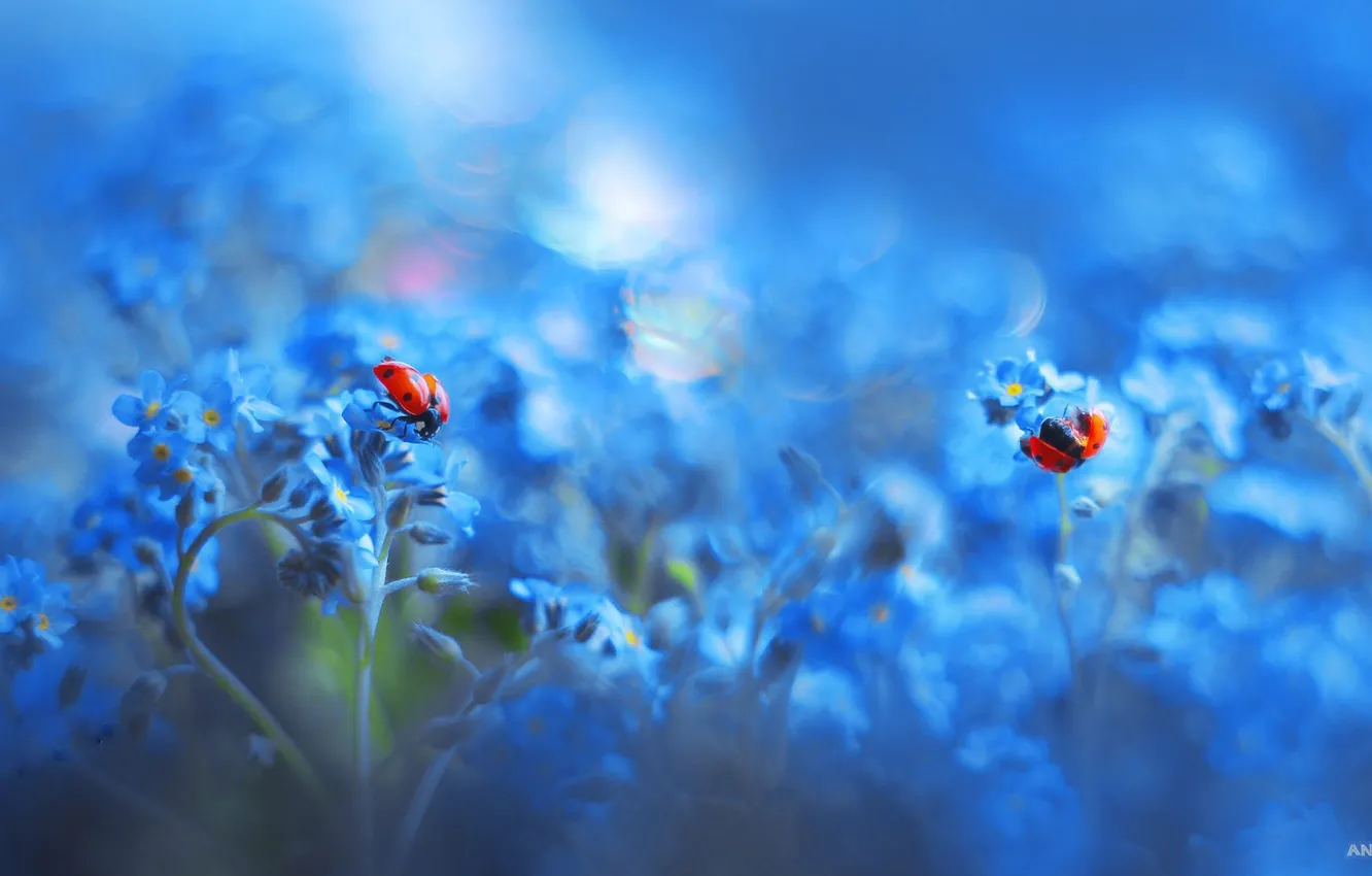Photo wallpaper macro, ladybugs, floral, nasekomye, Anastasia Ri