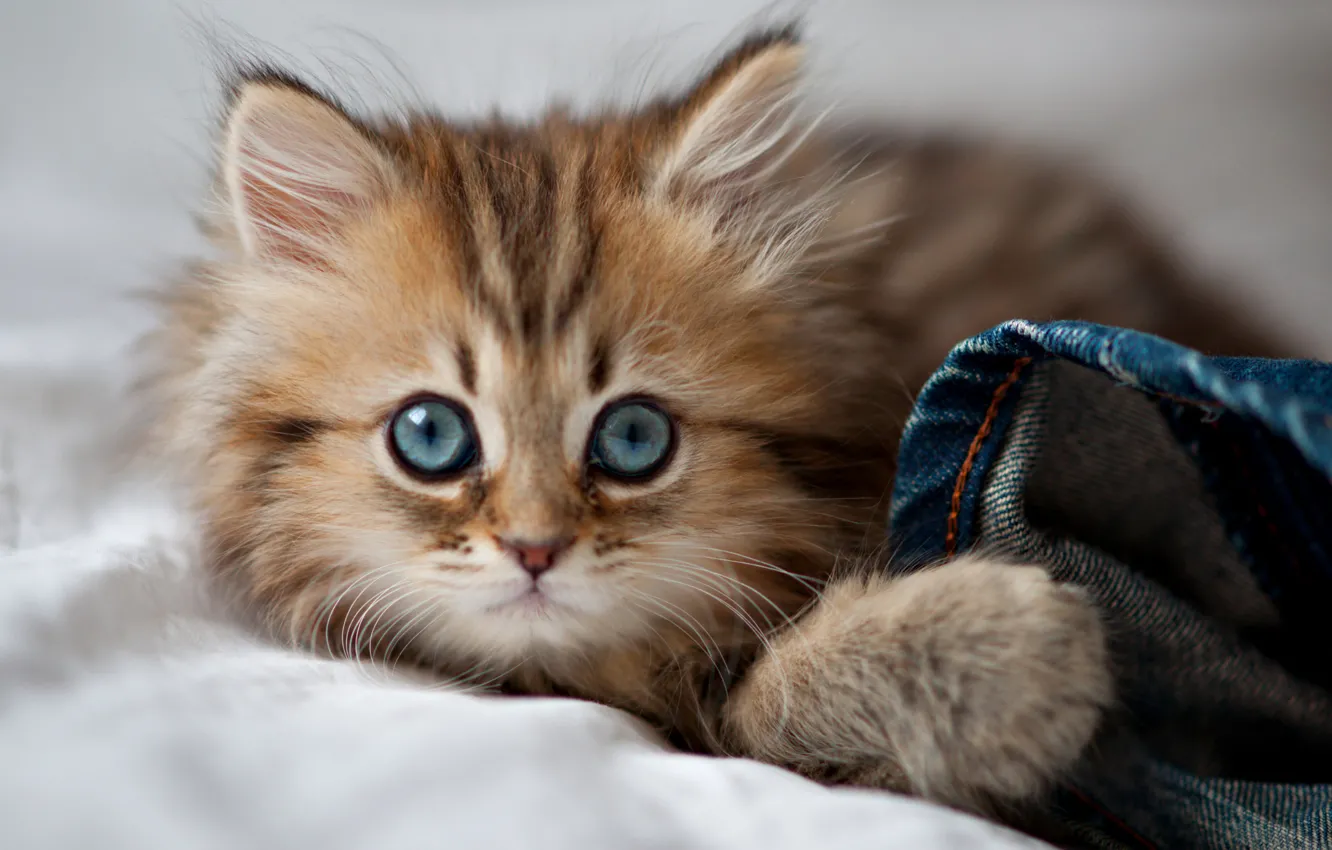 Photo wallpaper cat, eyes, eyes, cat, blue eyes, kitty, cute, paws