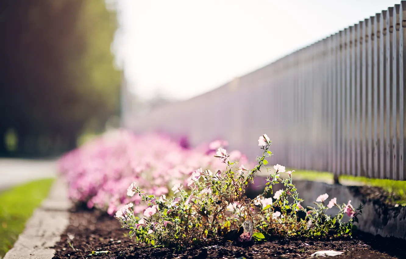Photo wallpaper flowers, street, the fence
