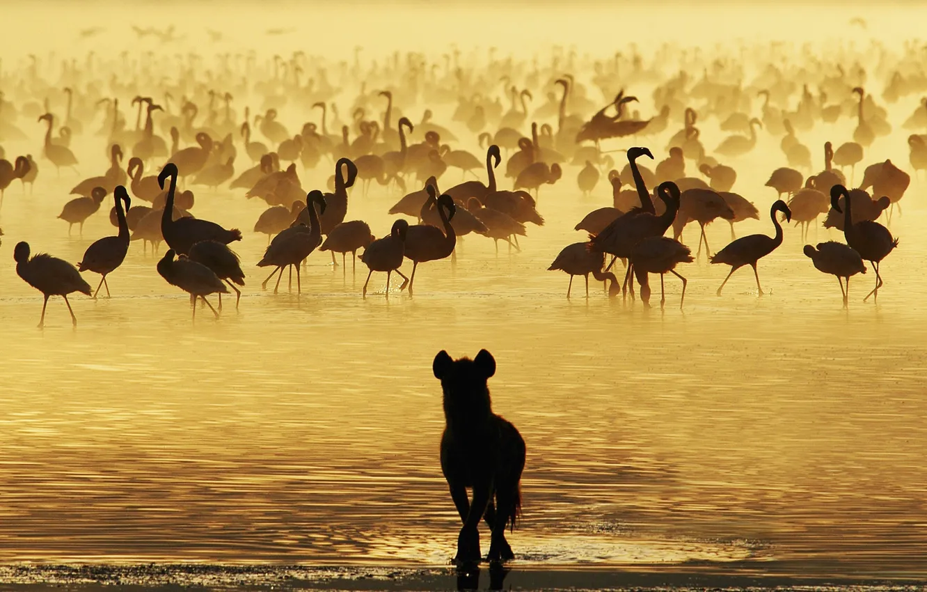Photo wallpaper water, hyena, Flamingo