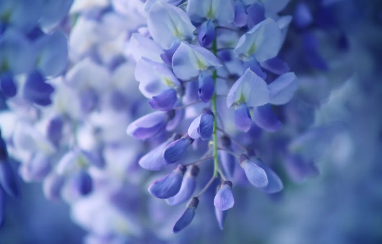 Photo wallpaper flowers, bunch, lilac, Wisteria