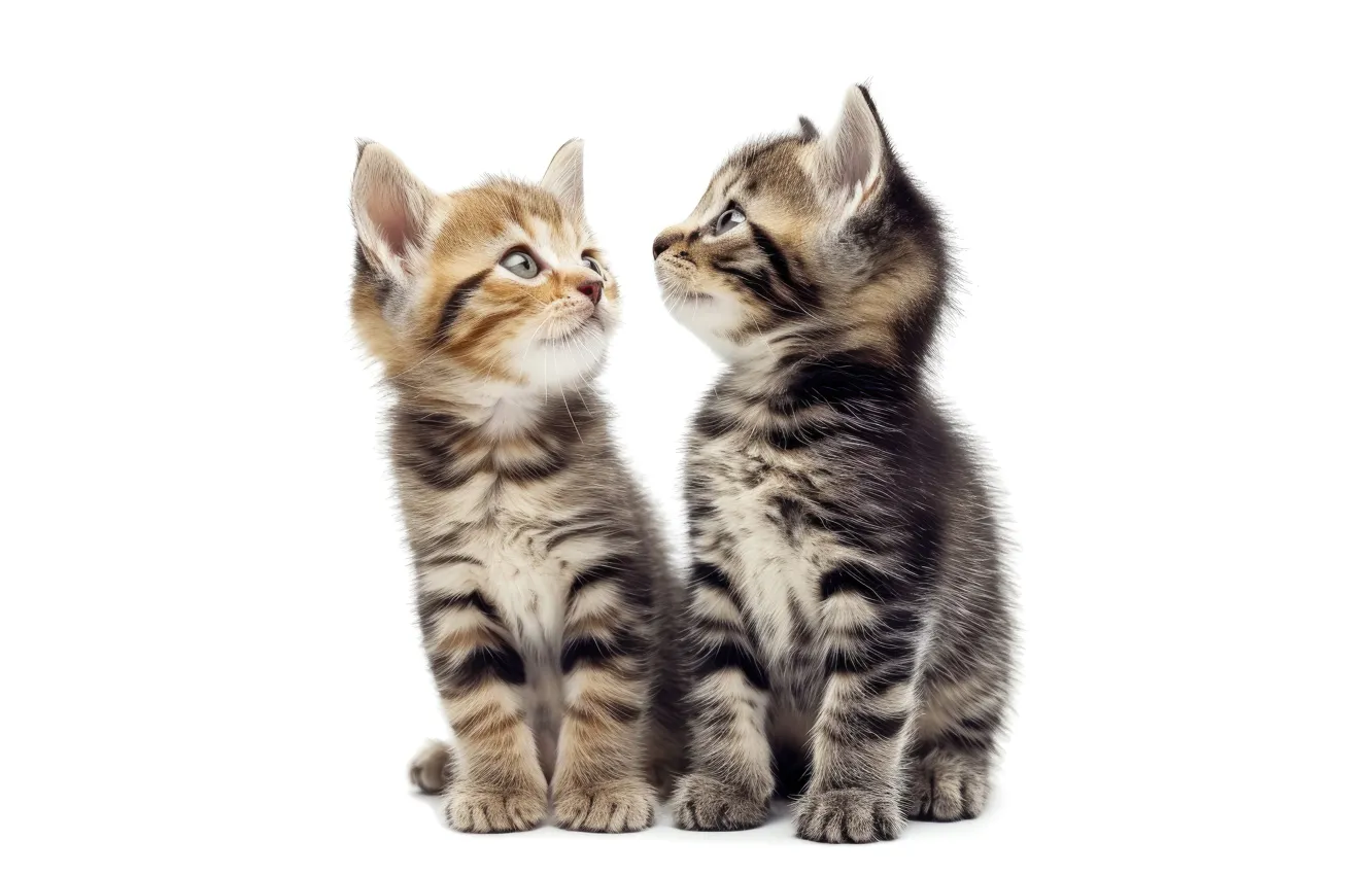 Photo wallpaper cat, look, pose, white background, kitty, face, a couple, Duo