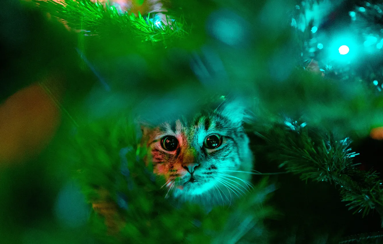 Photo wallpaper greens, cat, cat, look, face, branches, Christmas, New year