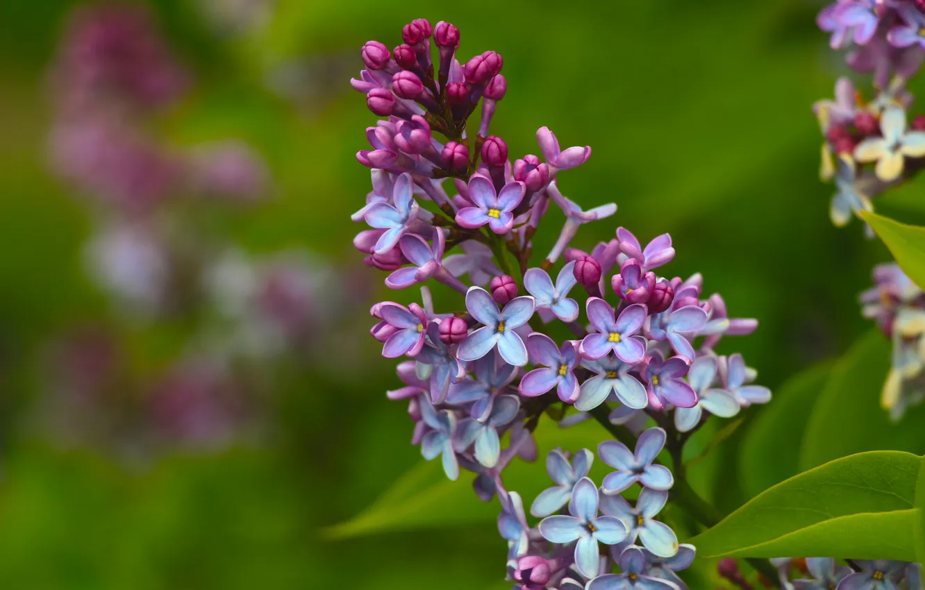 Photo wallpaper spring, lilac, twig, blooming
