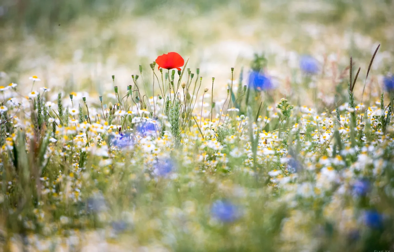 Photo wallpaper Mac, chamomile, meadow, cornflowers