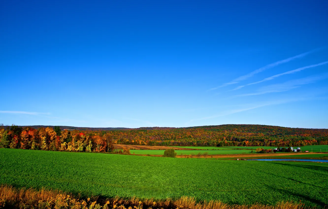 Photo wallpaper field, autumn, forest, the sky, trees, horizon