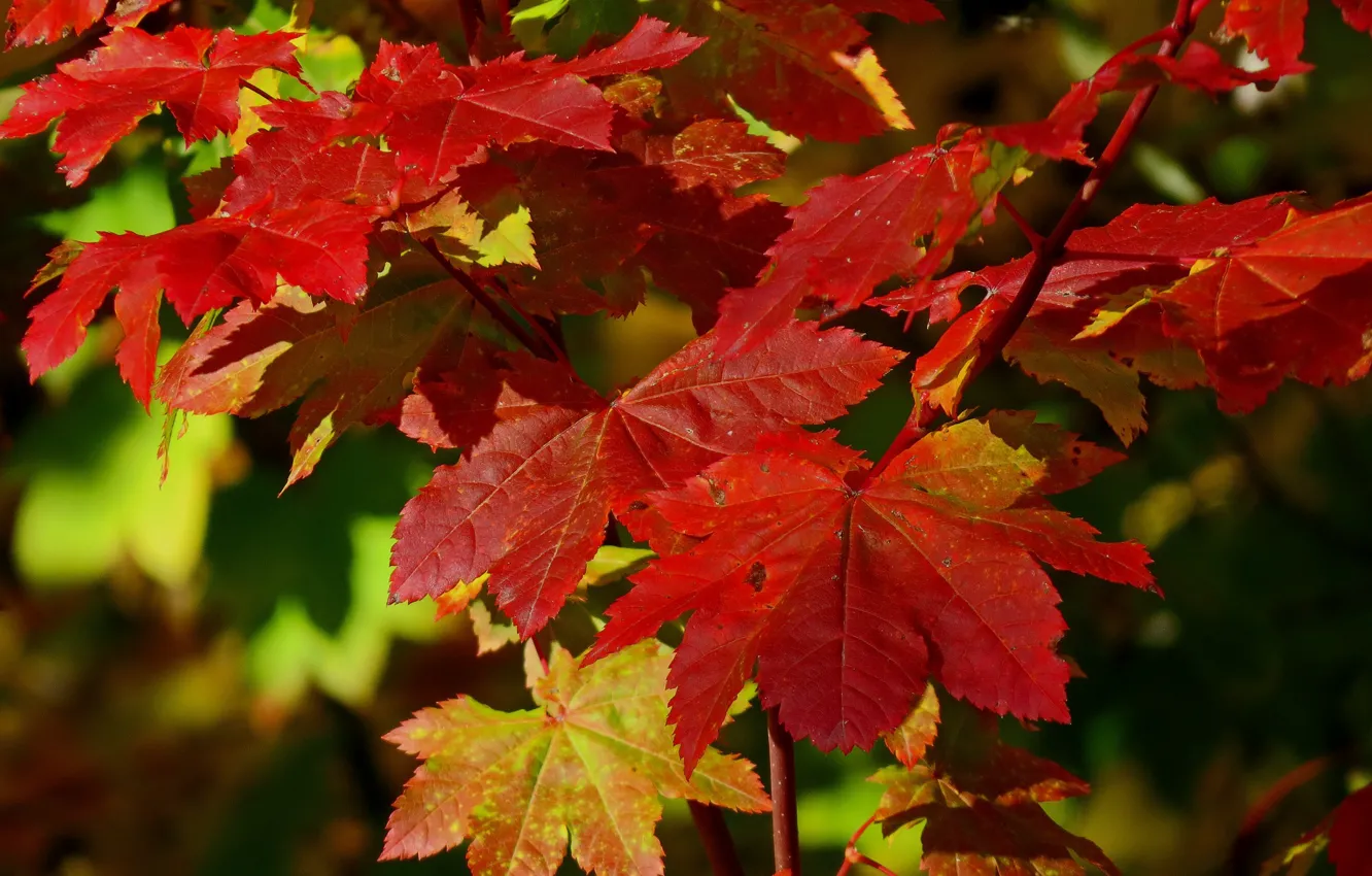 Photo wallpaper autumn, leaves, red leaves