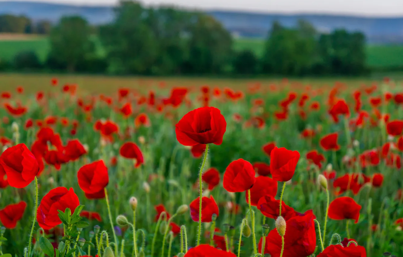 Photo wallpaper red, flowers, al, trees, poppy field, meadow, field, Maki