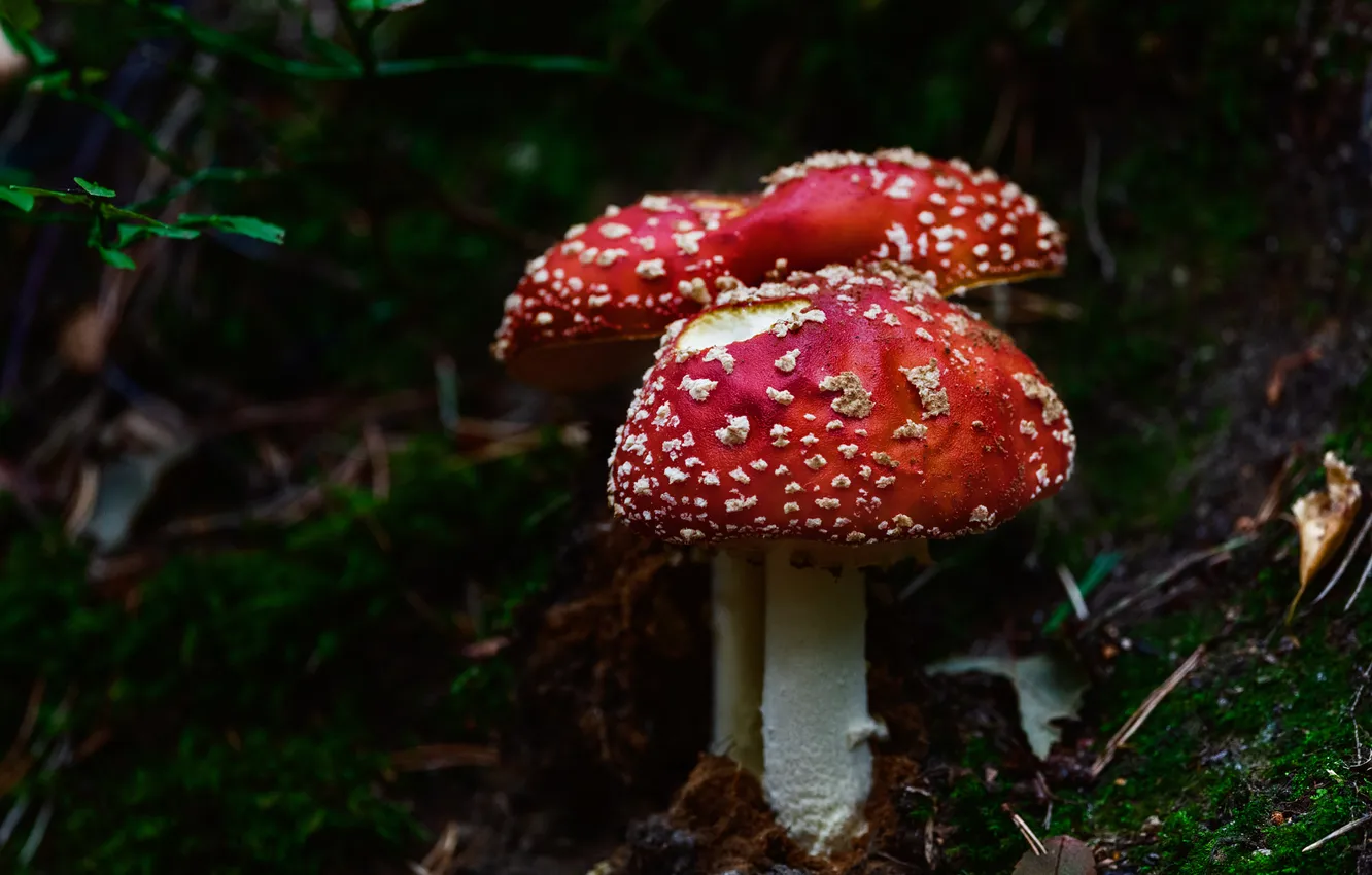 Photo wallpaper nature, the dark background, mushrooms, mushroom, clearing, family