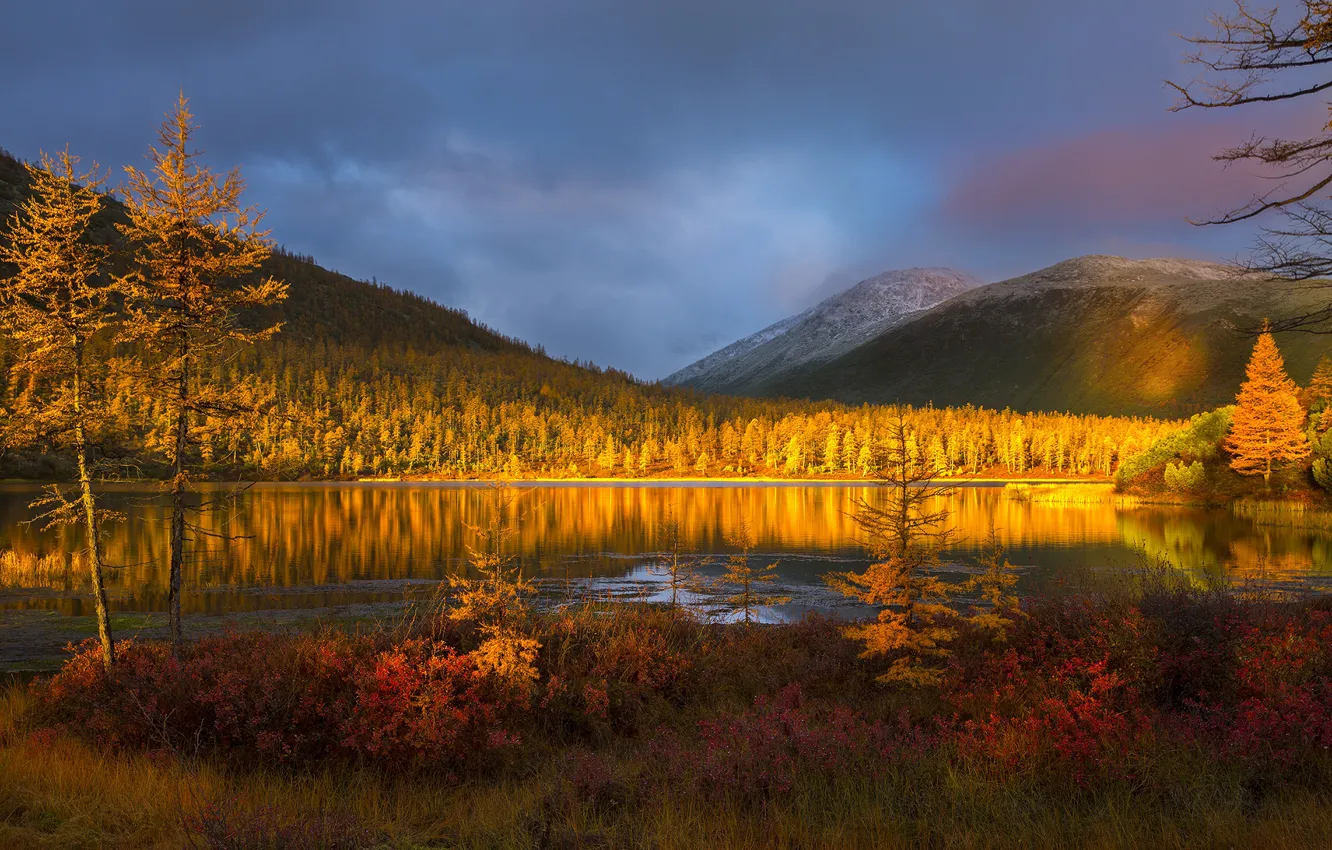 Photo wallpaper forest, sunset, lake, sunbeams