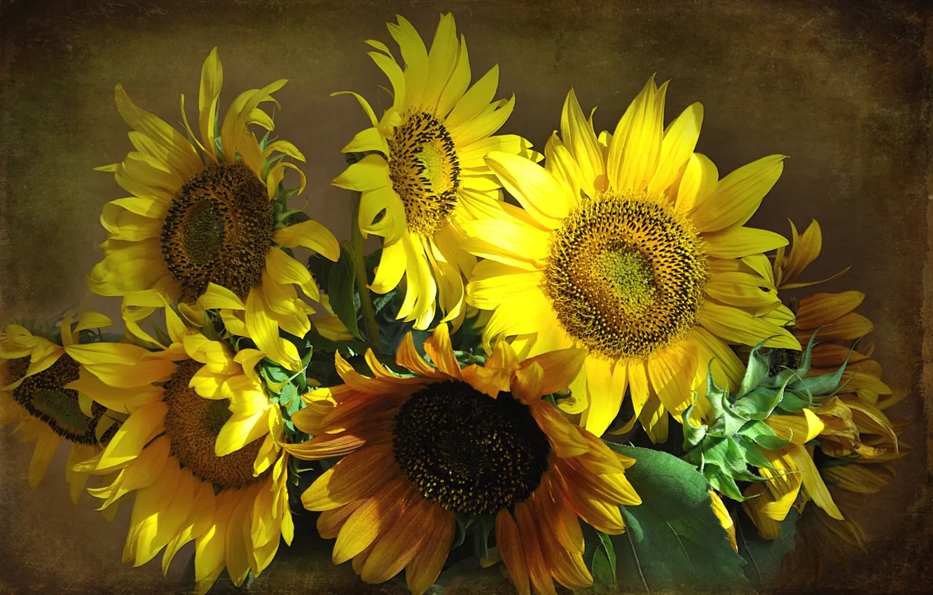 Photo wallpaper summer, sunflowers, bouquet, texture
