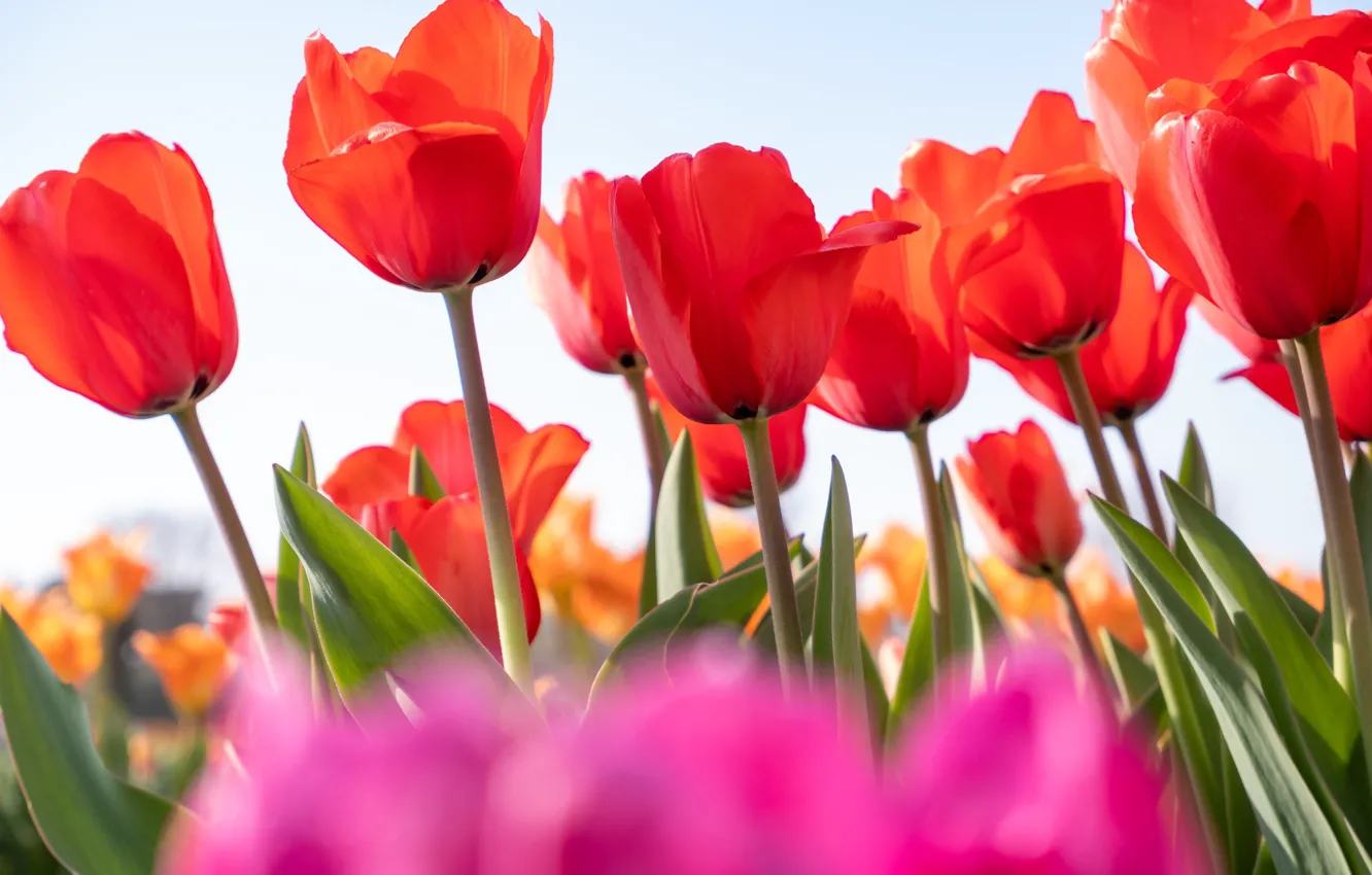 Photo wallpaper spring, petals, tulips