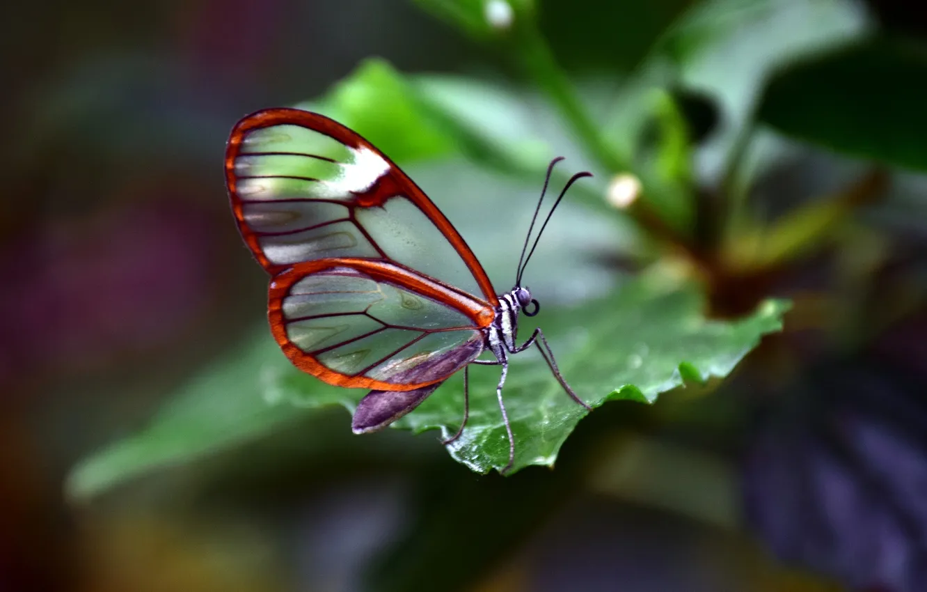 Photo wallpaper leaves, microsemi, butterfly, wings, insect, beautiful, closeup