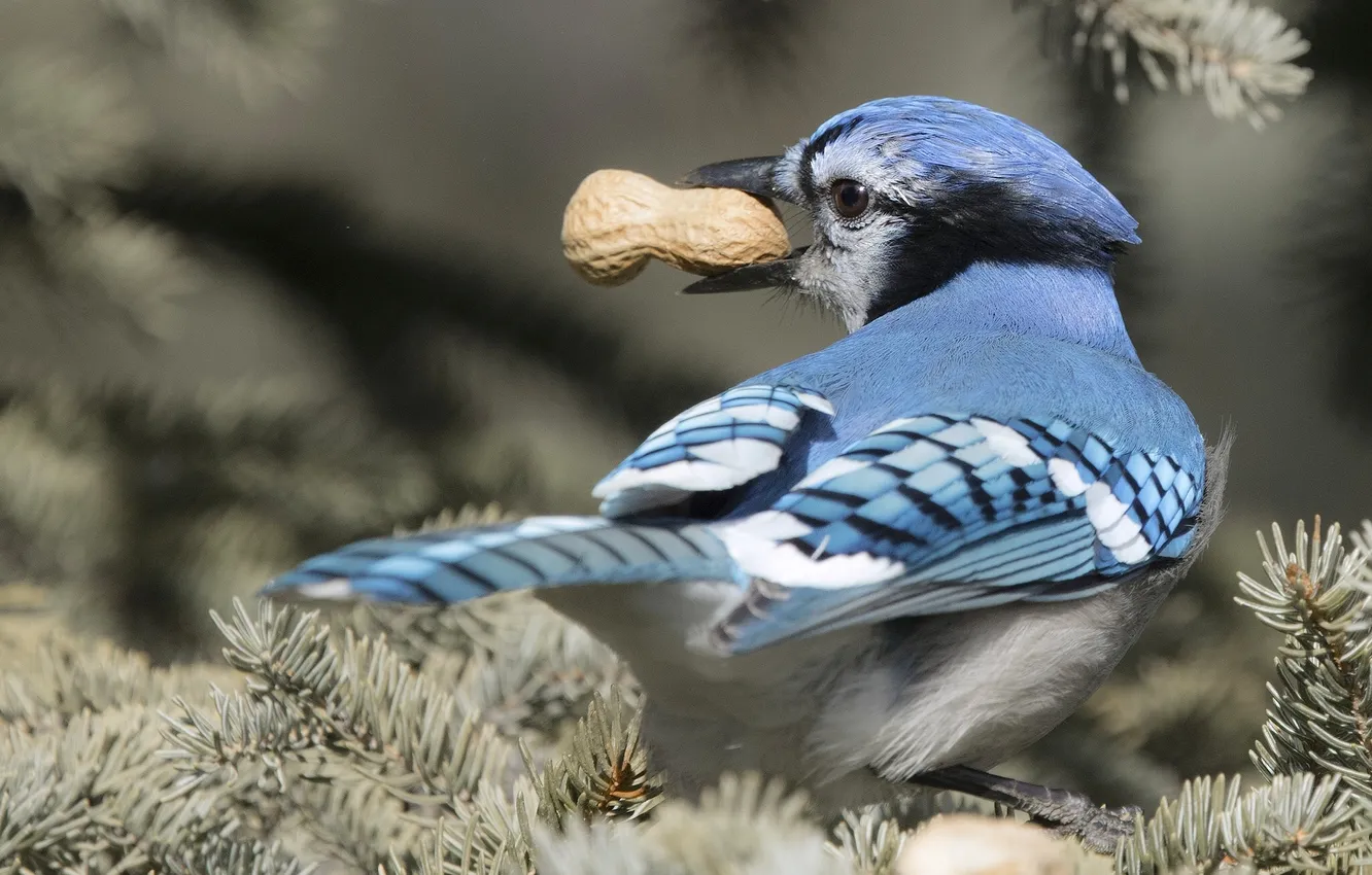 Photo wallpaper bird, peanuts, Blue Jay
