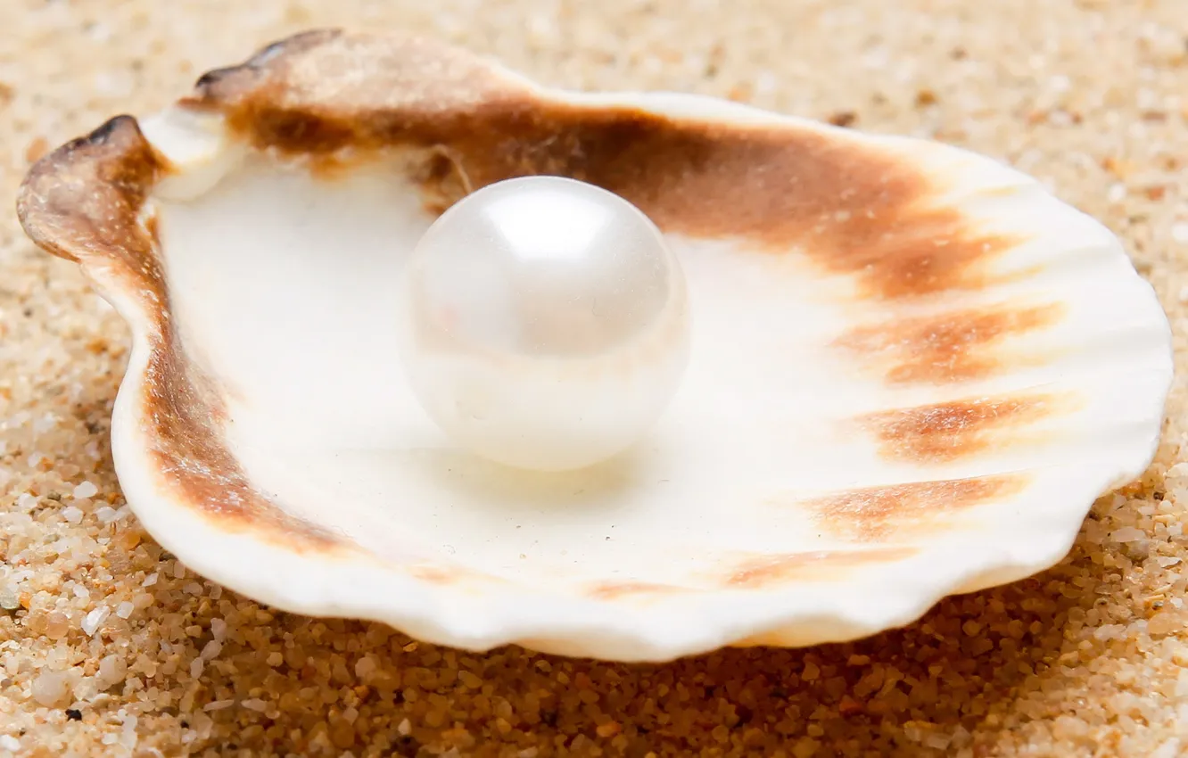 Photo wallpaper sand, sea, nature, shell, pearl