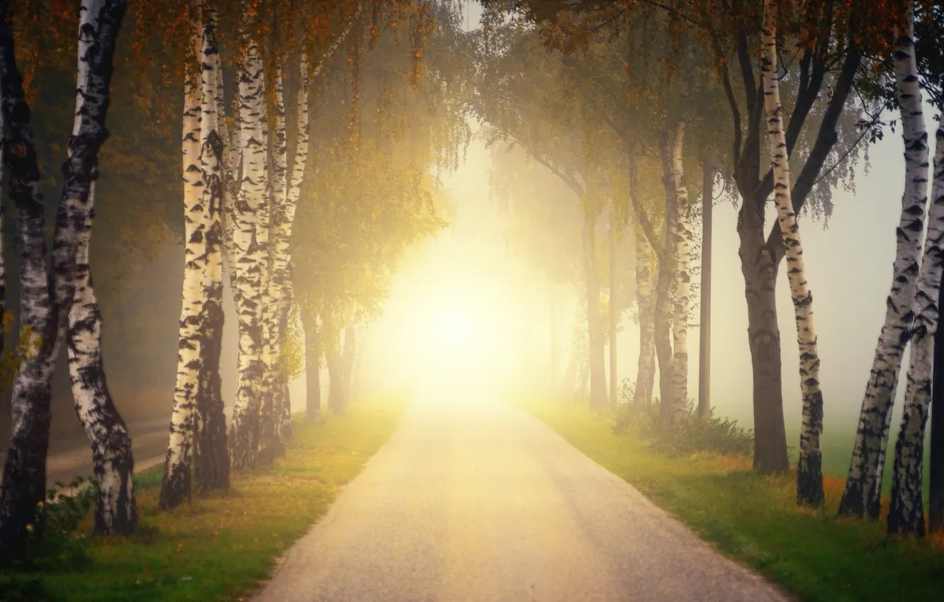 Photo wallpaper road, autumn, the sun, rays, trees, branches, bright, fog