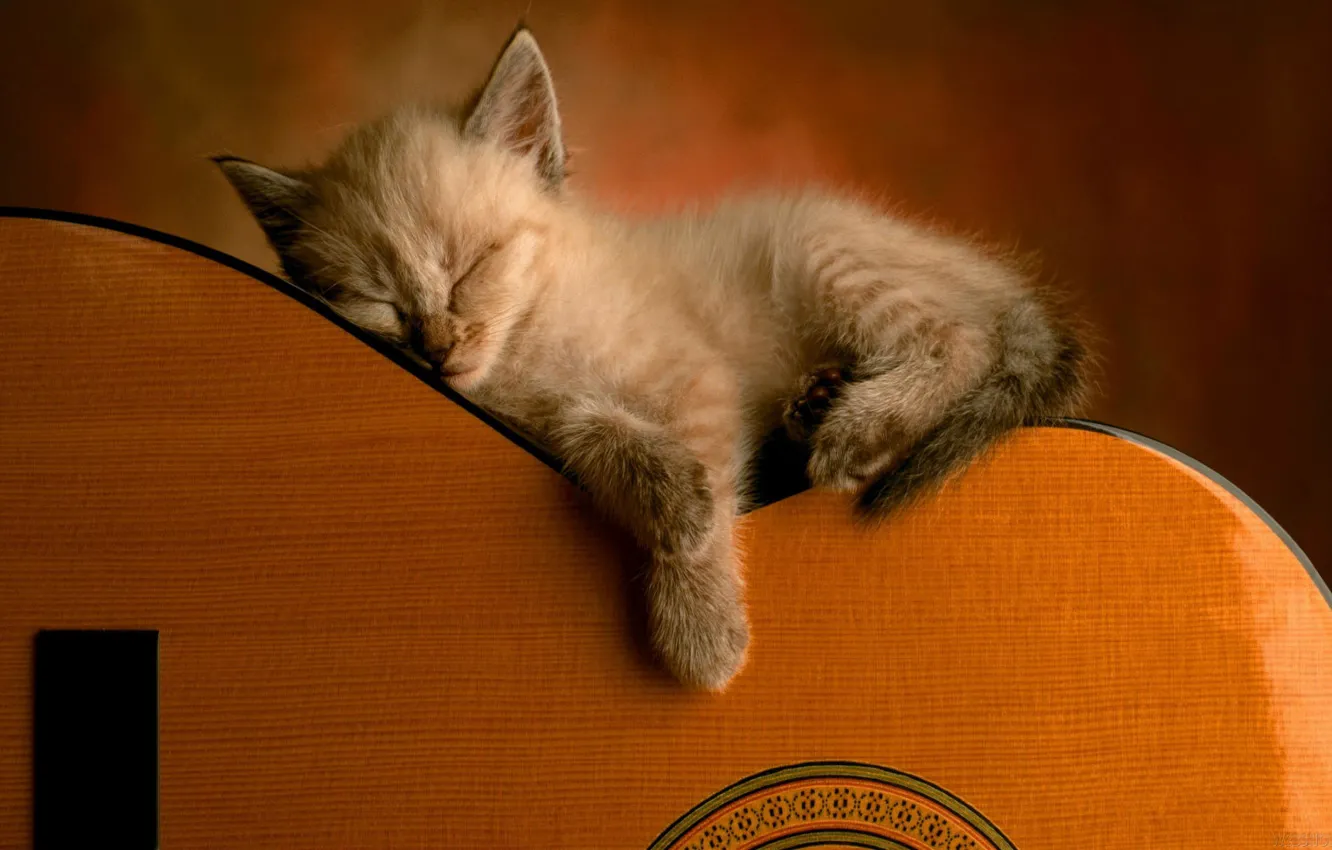 Photo wallpaper kitty, guitar, sleeping