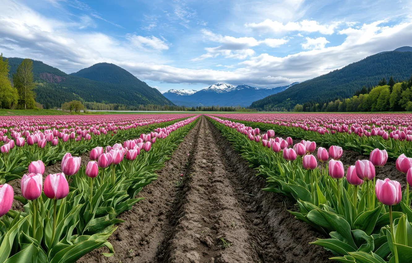 Photo wallpaper field, clouds, flowers, mountains, spring, dal, tulips, pink