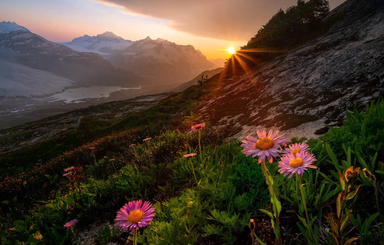 Photo wallpaper the sun, rays, landscape, sunset, flowers, mountains, nature, slope