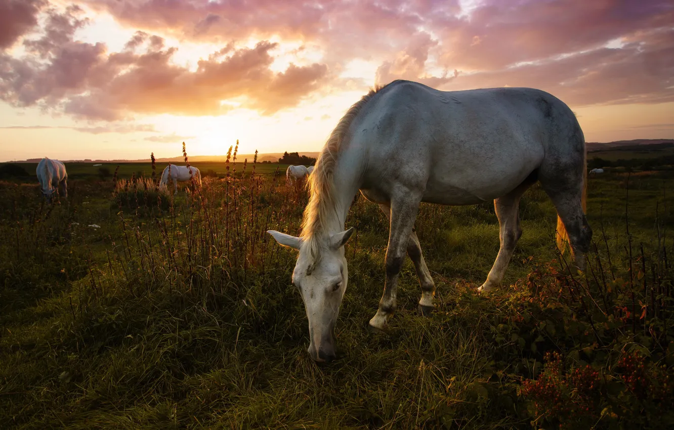 Photo wallpaper field, white, summer, the sky, grass, sunset, pose, horse
