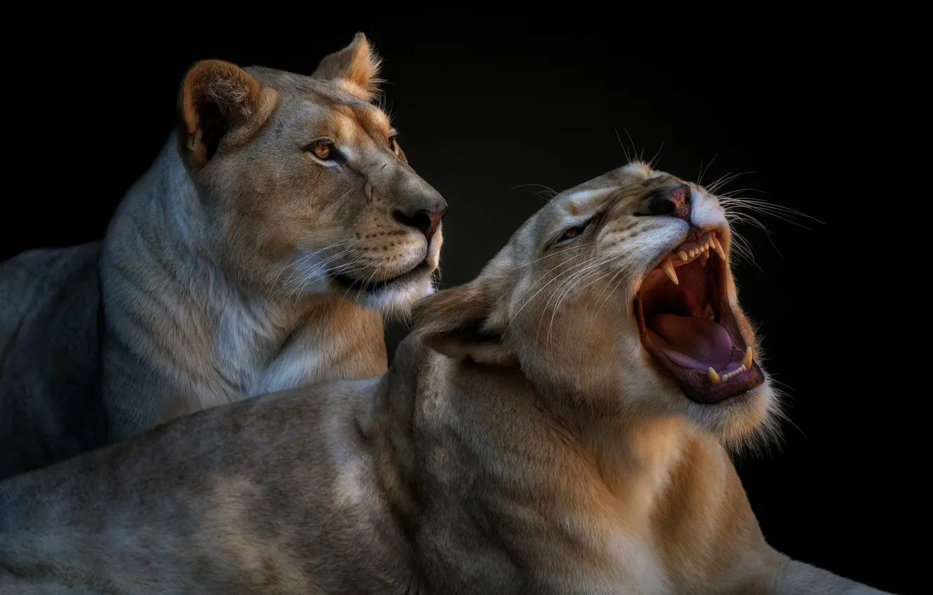 Photo wallpaper pair, grin, lioness