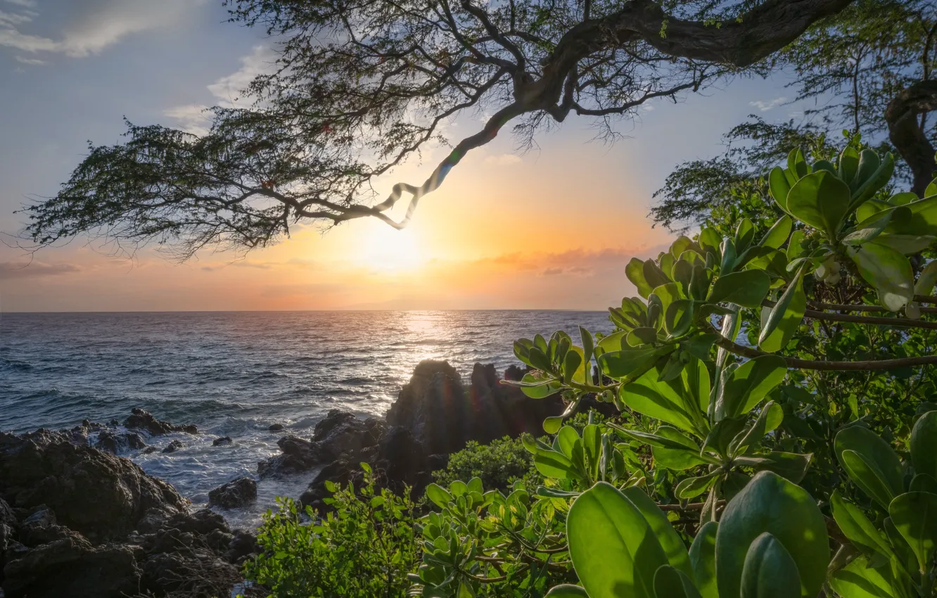 Photo wallpaper sea, trees, branches, the bushes