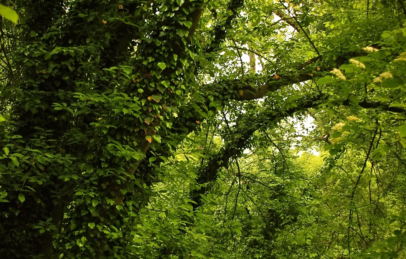 Photo wallpaper greens, summer, trees, green, summer, Nature, trees, leaves