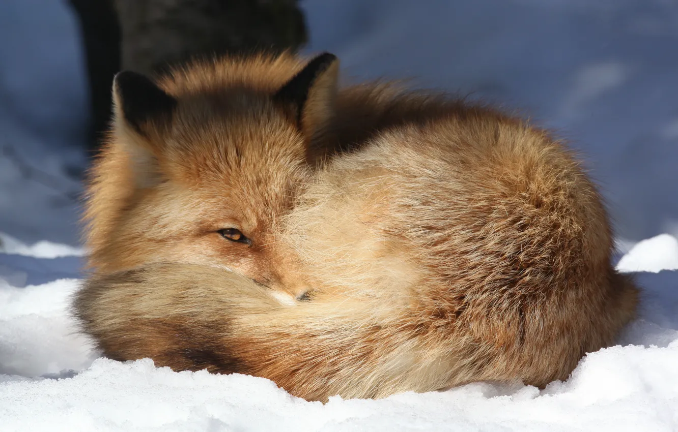 Photo wallpaper look, snow, stay, sunlight, sensitivity, or the red Fox (Vulpes vulpes), Common, The Alaska Zoo …