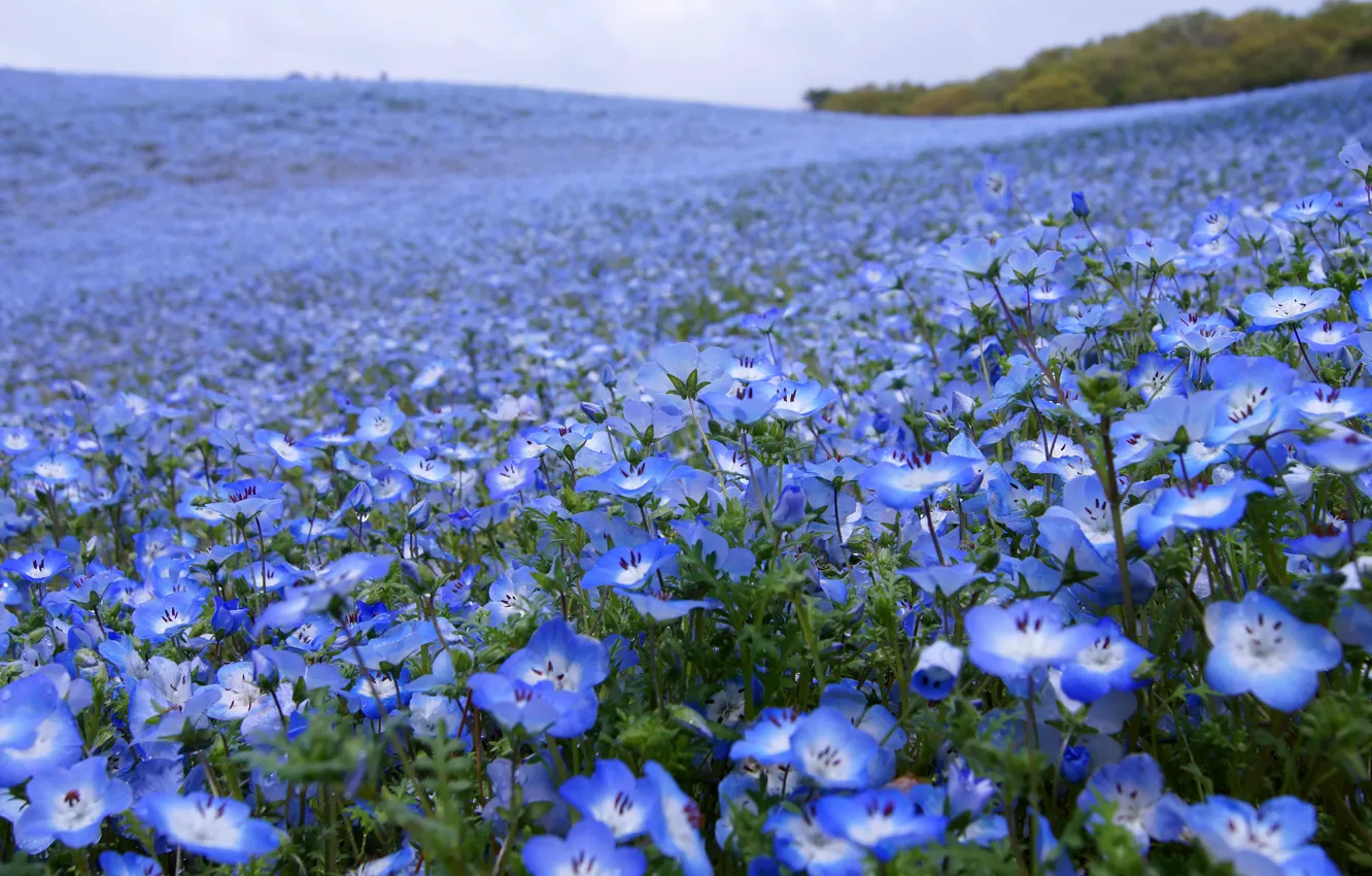 Photo wallpaper field, summer, flowers, blue, blue, glade, beauty, spring