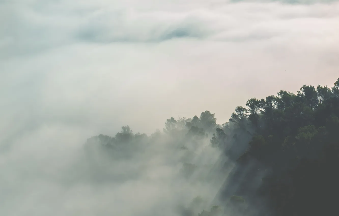 Photo wallpaper forest, the sky, clouds, trees, landscape, nature, fog, forest