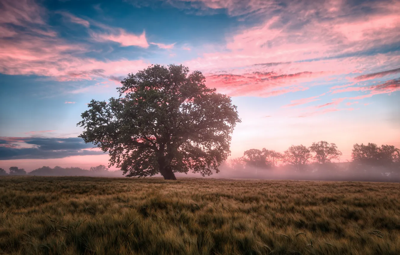 Photo wallpaper field, landscape, nature, fog, tree, dawn, morning