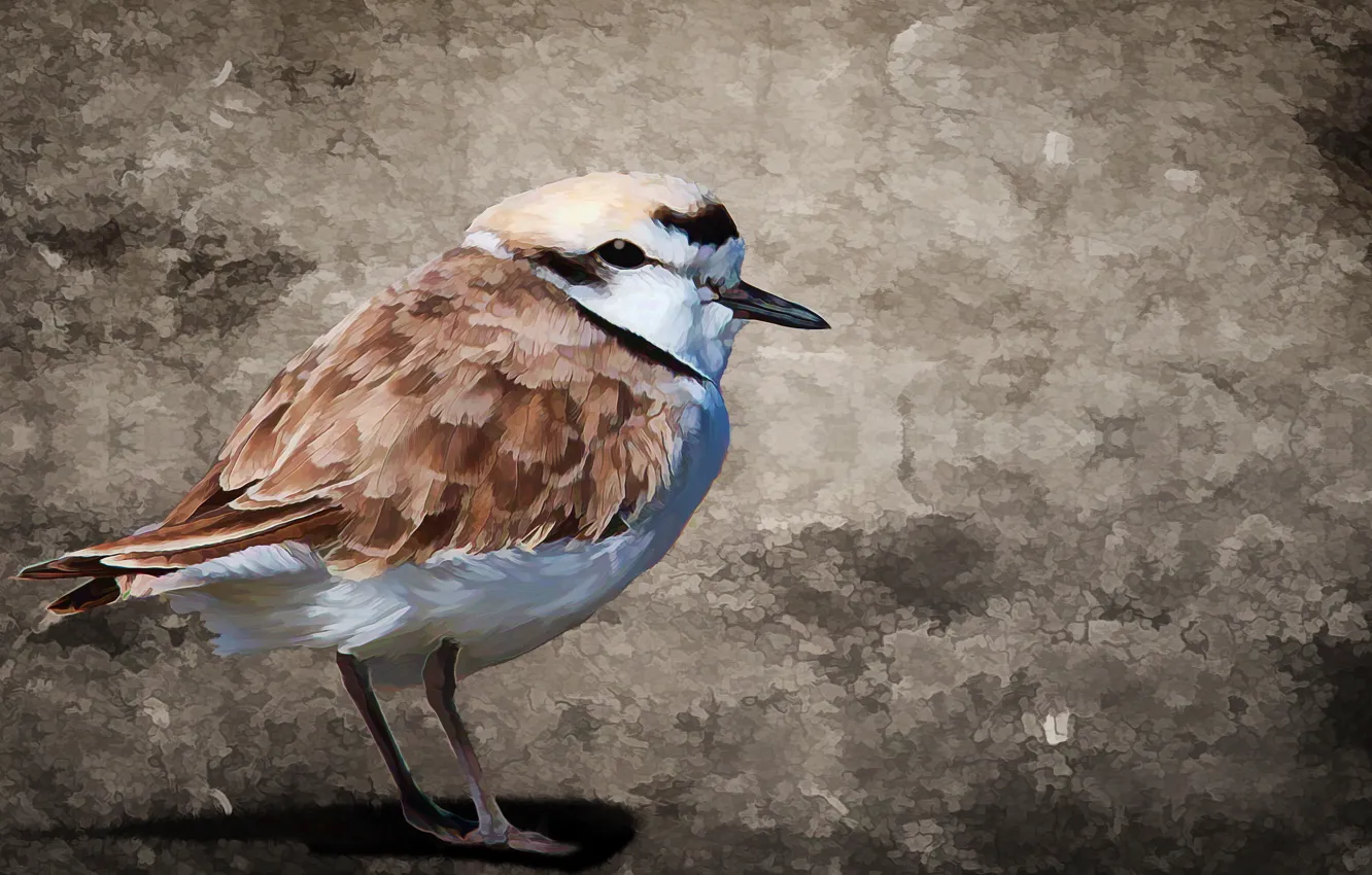 Photo wallpaper style, background, bird