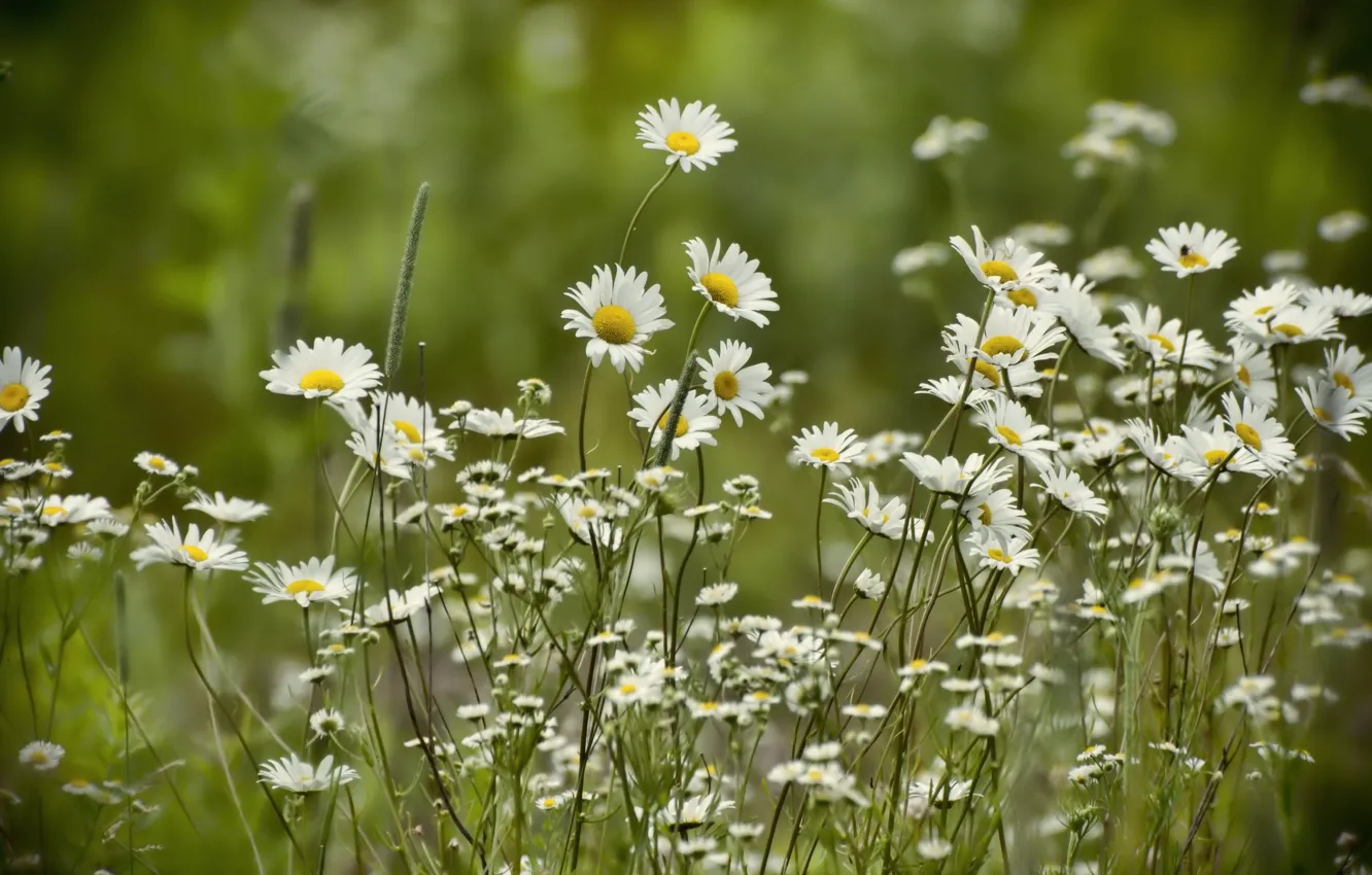 Photo wallpaper summer, nature, chamomile