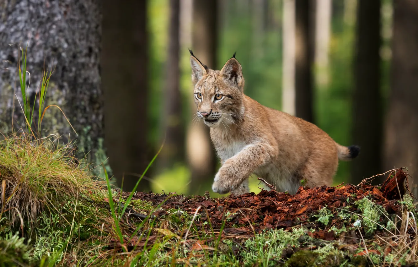 Photo wallpaper forest, moss, lynx, wild cat, a small lynx, trash