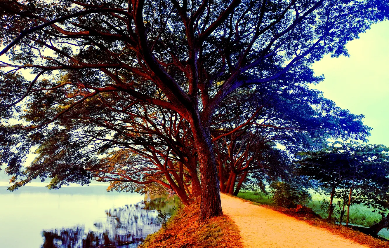 Photo wallpaper grass, sky, trees, water, lake, morning, dawn, woods