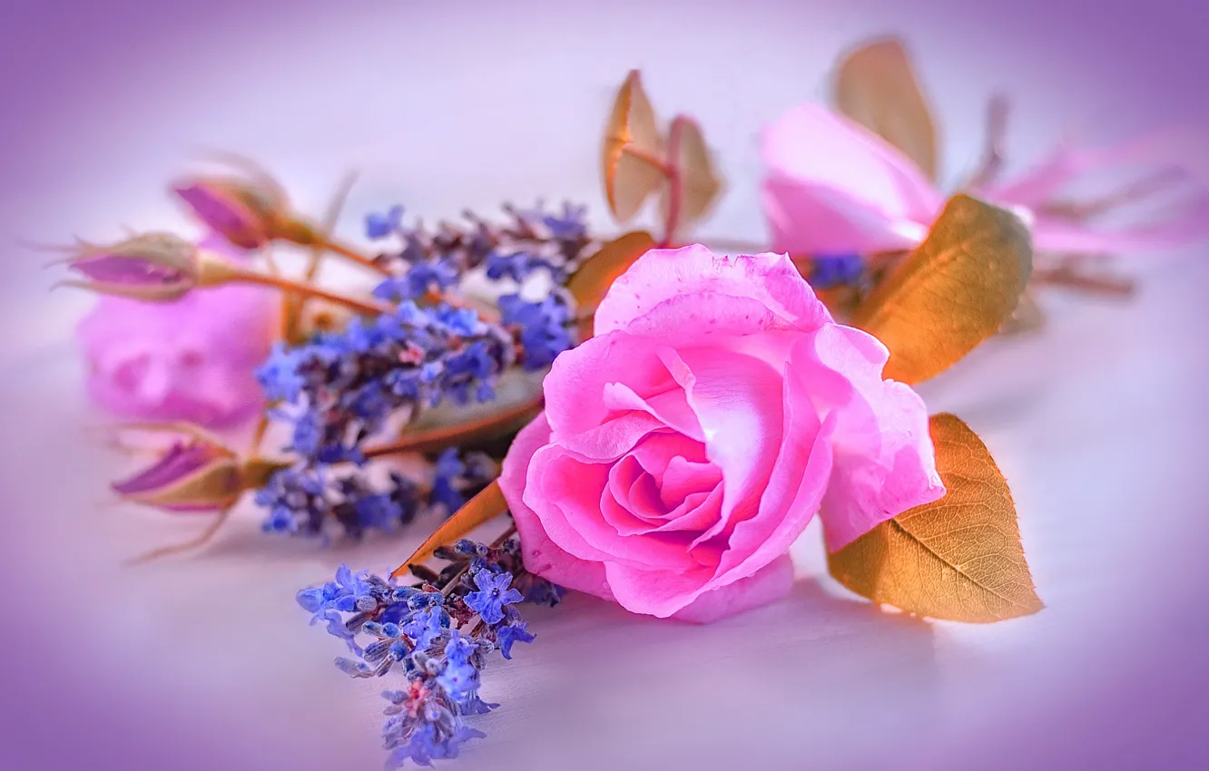 Photo wallpaper flowers, background, vignette