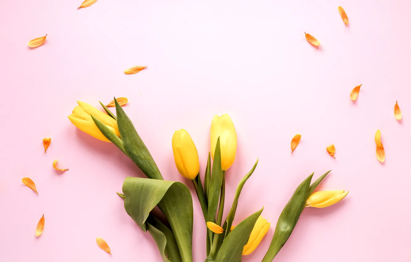 Photo wallpaper flowers, yellow, tulips, pink background, yellow, pink, flowers, tulips