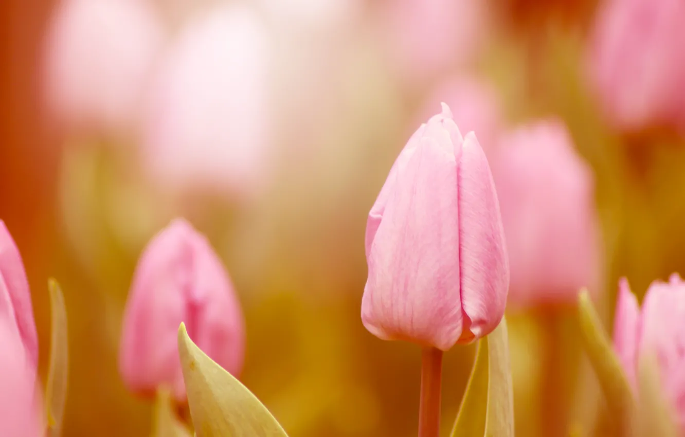 Photo wallpaper macro, light, flowers, nature, color, treatment, spring, blur