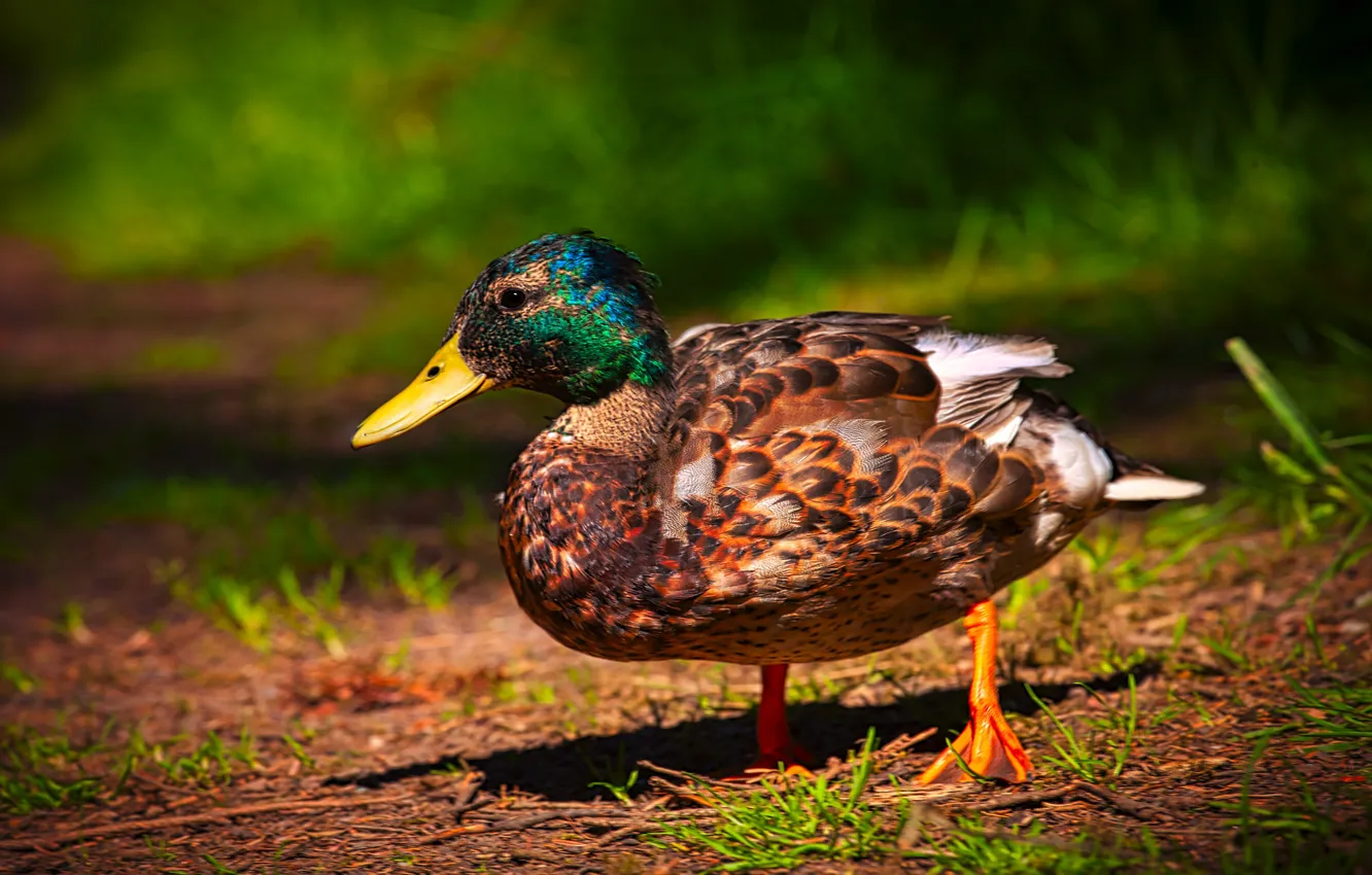 Photo wallpaper nature, bird, glade, duck, feathers, bokeh, Drake