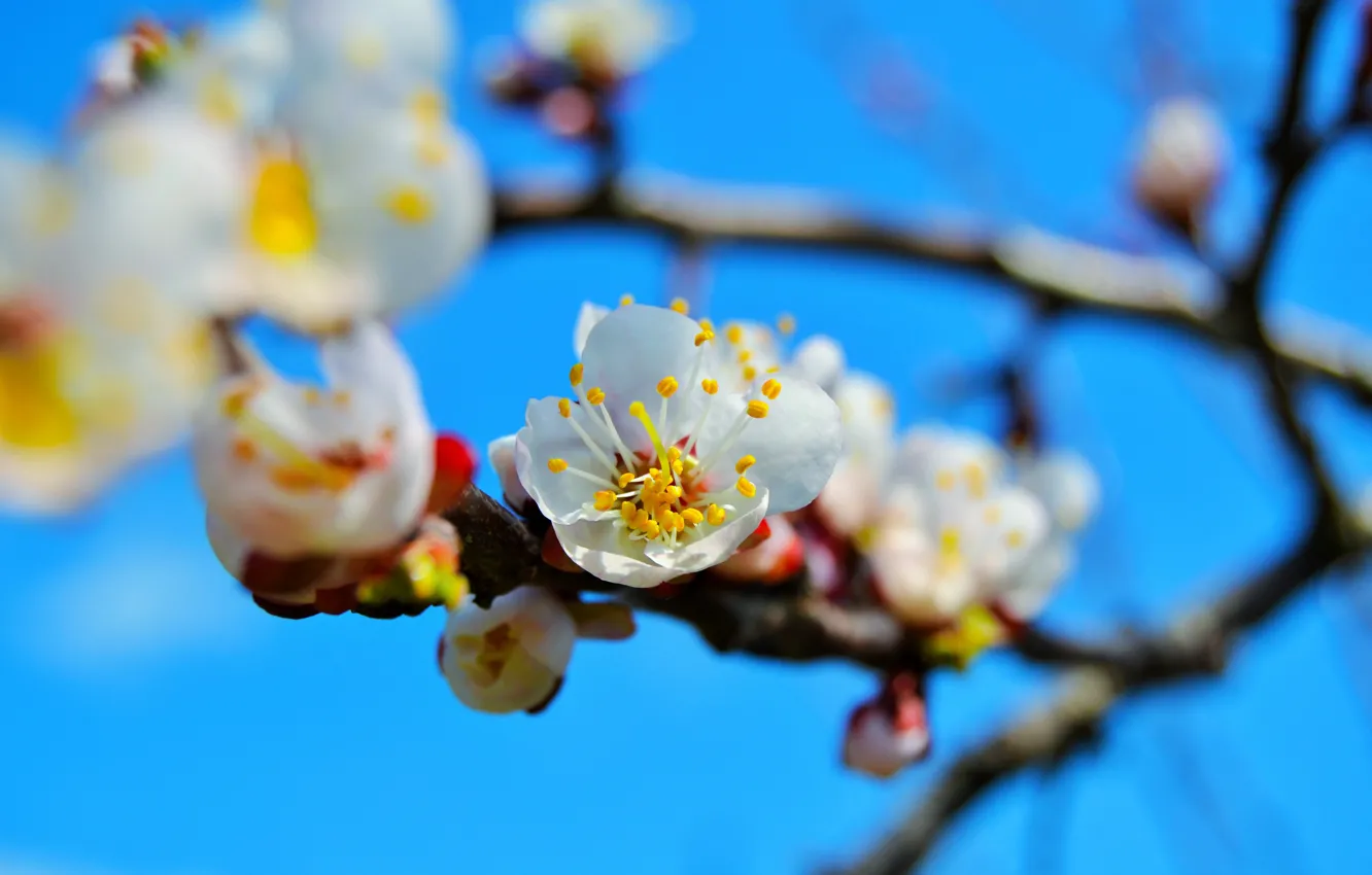 Photo wallpaper flowers, tree, branch, spring, apricot, flowering