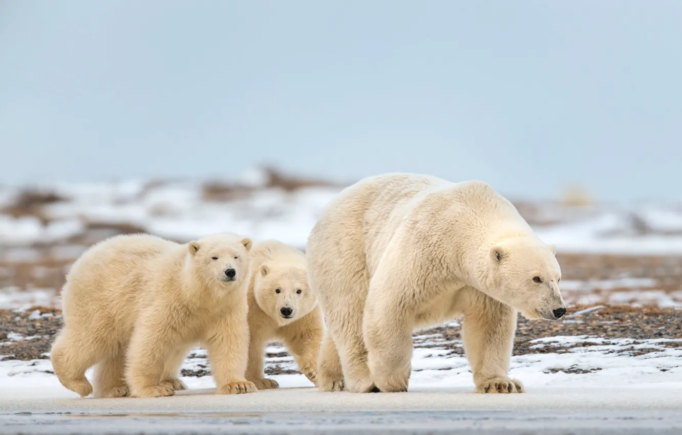 Photo wallpaper winter, white, snow, nature, pose, baby, bear, three
